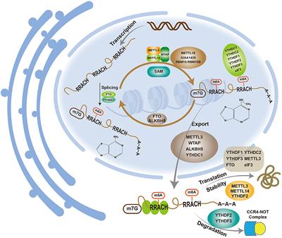 Frontiers | the n6-methyladenosine modification and its role in mrna